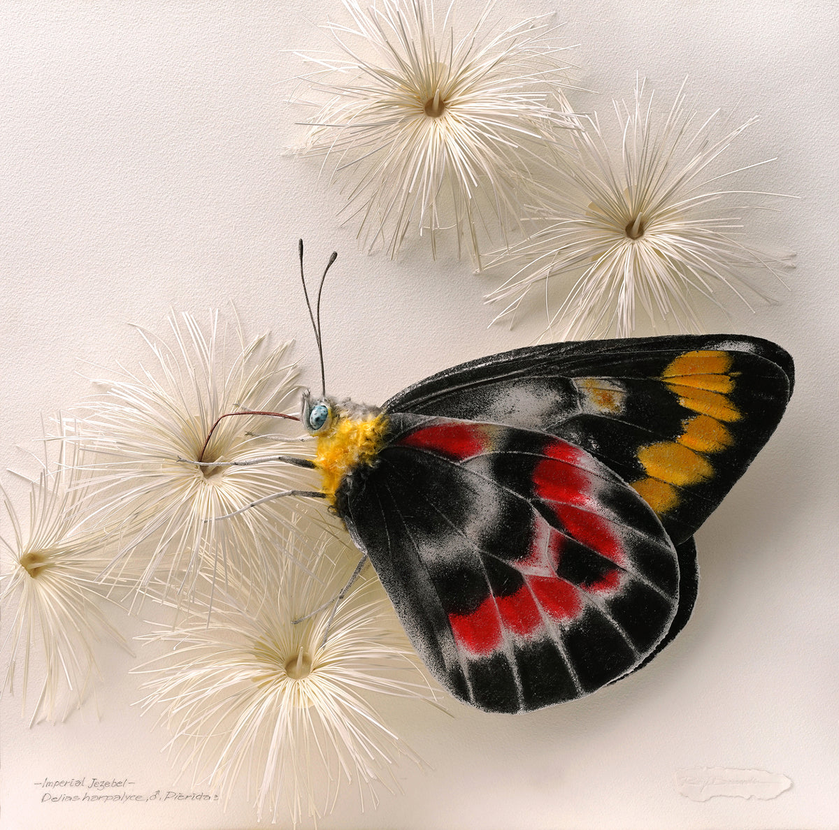 Imperial Jezebel, Delias harpalyce, Pieridae. Male by Ray Besserdin